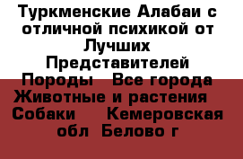 Туркменские Алабаи с отличной психикой от Лучших Представителей Породы - Все города Животные и растения » Собаки   . Кемеровская обл.,Белово г.
